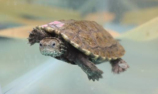 VIDEO Veliki projekt ZOO-a Zagreb za očuvanje ugrožene vrste: 'Nadamo se repopulaciji'