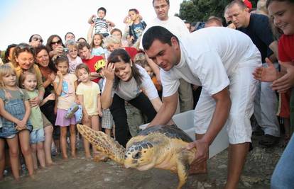 Pula: Šest kornjača vratili su natrag u morske dubine