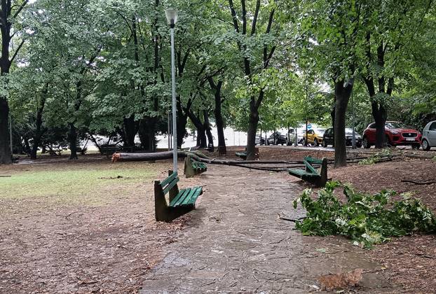 Kratkotrajna oluja rušila stabla u Beogradu