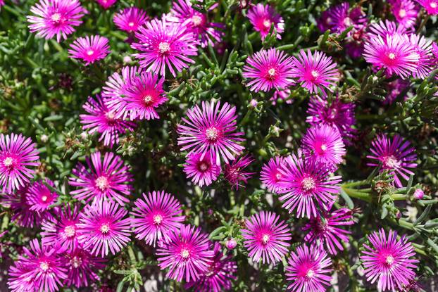 Zagreb: Jasenka Marija Kaštelan ima najljepši vrt na balkonu i ispred zgrade 