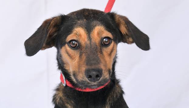 Psi iz Skloništa za nezbrinute životinje Grada Zagreba-Dumovec