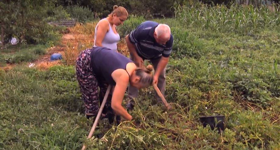 Branko je oduševljen Smiljinom spretnošću: 'Uživa dok kopa, a kao da je stvorena za motiku'