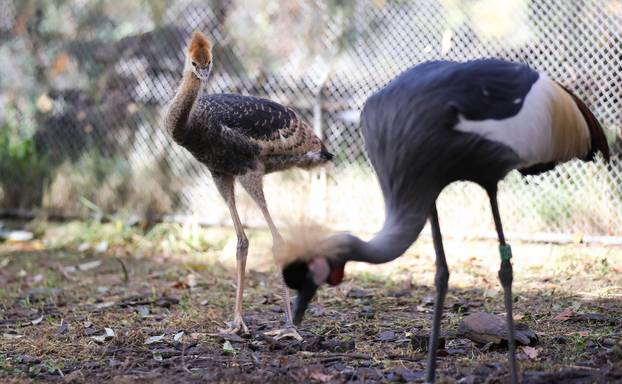 Zagrebački krunati ždralovi predstavljeni javnosti 