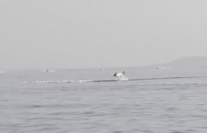 VIDEO Jato tuna razveselilo kupače na plaži u Rijec