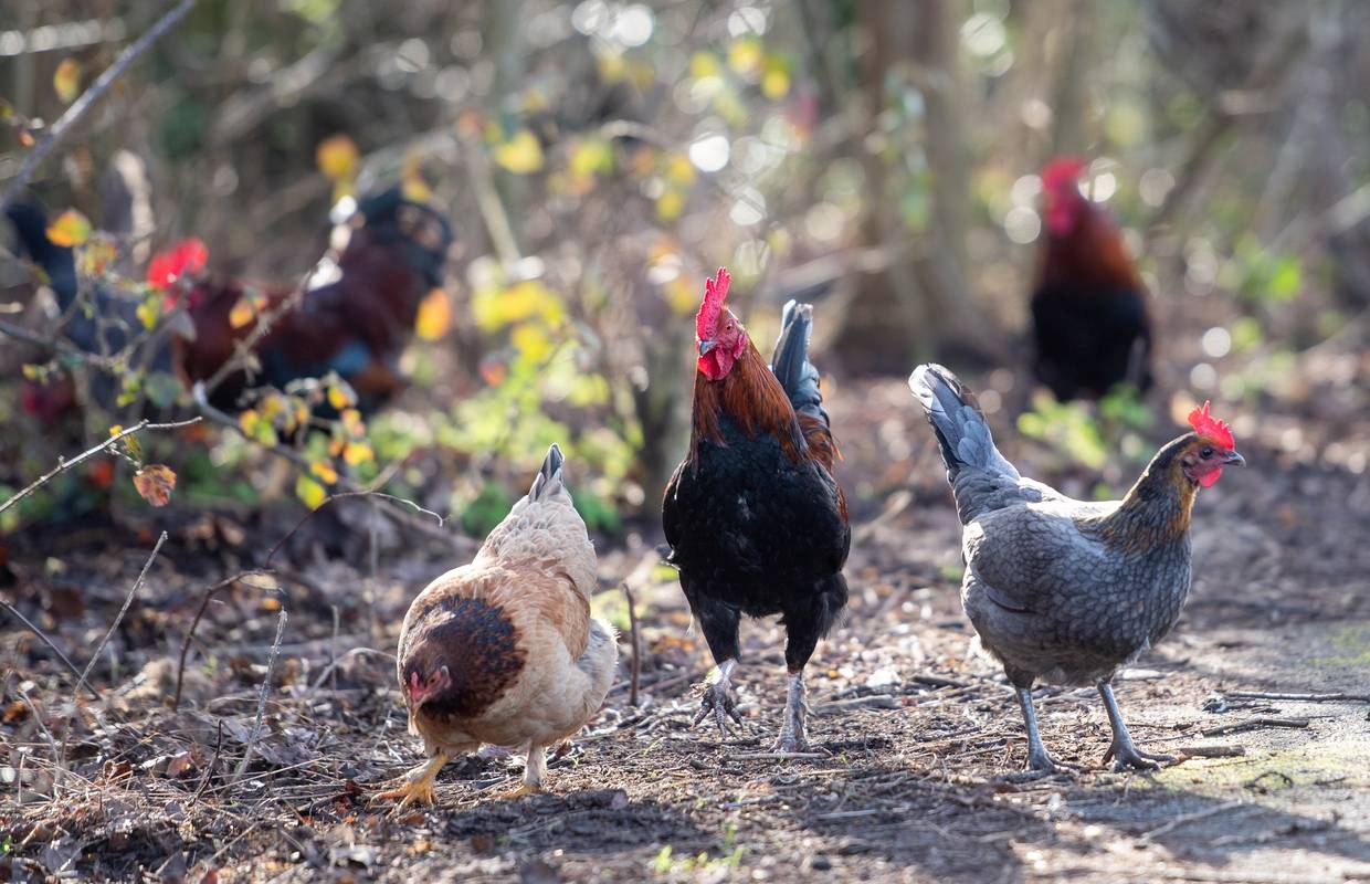 U Keniji djecu u školi uče kako zaklati kokoš, od roditelja traže da na ...