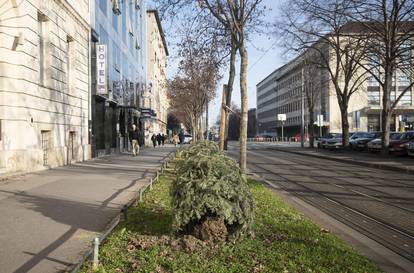 Zagreb: Odbačena božićna drvca čekaju odvoz