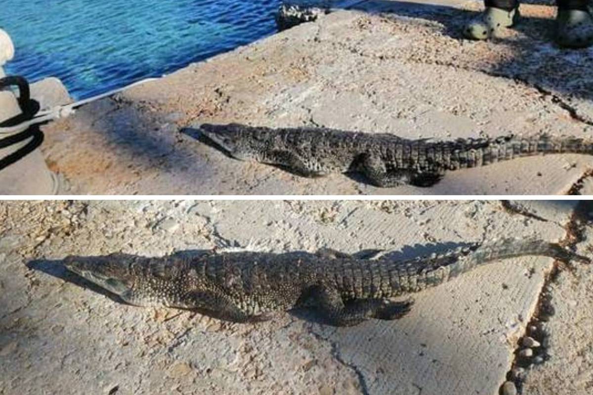 Uginuo krokodil s Visa: Odvest će ga u Split i tamo preparirati