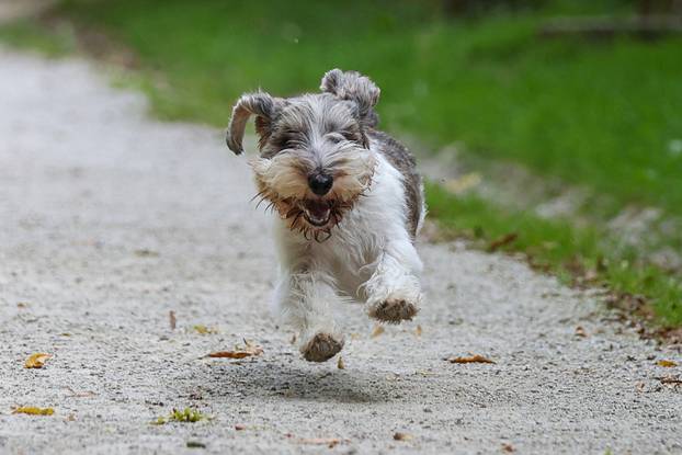 Zagreb: Hrvatska kujica Meghan proglašena najljepšim psom na svijetu