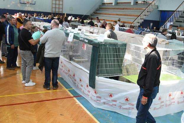 Bjelovar: Međunarodna izložba pasminskih mačaka u organizaciji Saveza felinoloških društava Hrvatske