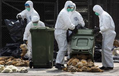 Otkrili su žarište ptičje gripe: Usmrtit će čak 20 tisuća pilića  