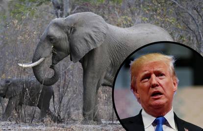 Bogati lovci neće moći uvoziti trofeje slonova ubijenih u Africi