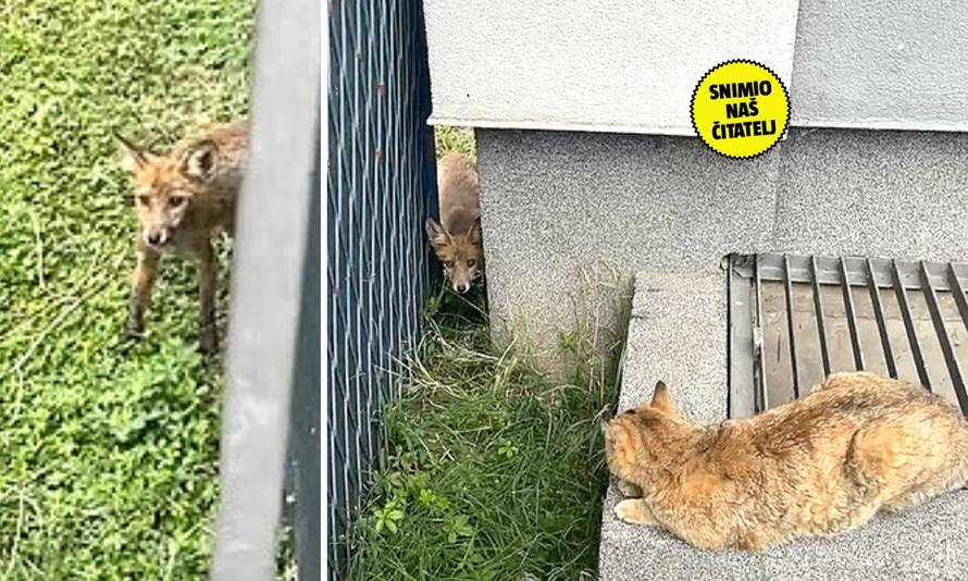 VIDEO Mačka i lisica oči u oči: 'Pun ih je grad. Rekli su nam da ih ne diramo jer nisu opasne'