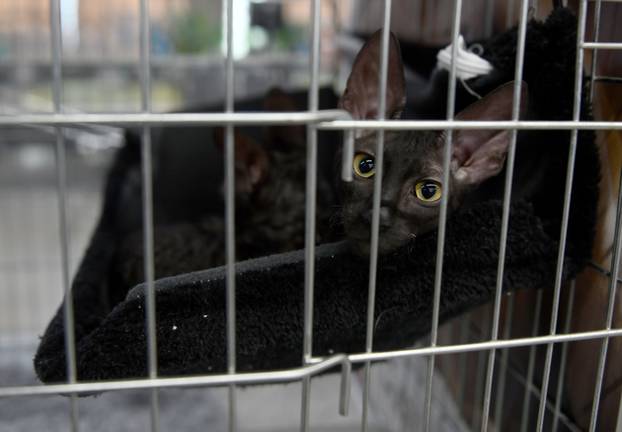 Zagreb: Međunarodna izlozba mačaka privukla brojne posjetitelje u Family Mall