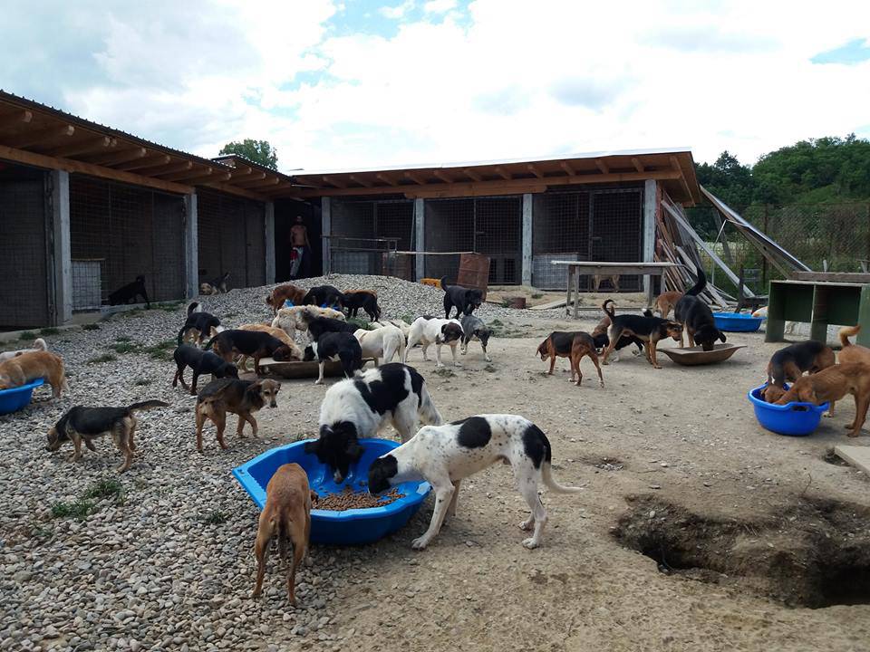 Anima Dvor: 'Fali nam pseće hrane i materijala za gradnju'