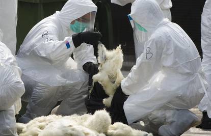 Kina: Prvi slučaj ptičje gripe H10N3, zarazio se muškarac