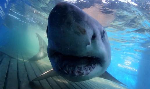 VIDEO Snimili najve&cacute;eg mu&zcaron;jaka velike bijele psine u Atlantiku!