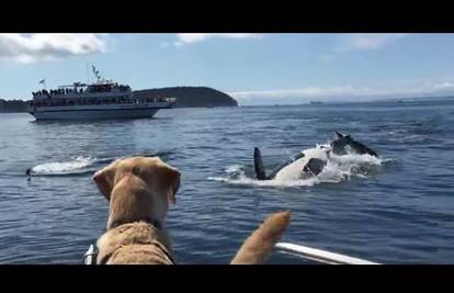 Oči u oči: Pogledajte susret kita ubojice i radoznalog psa