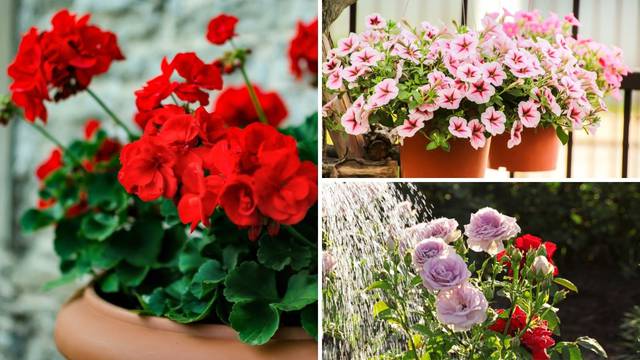 Popularne za balkon i vrt: Evo koje 'trikove' morate znati za pelargonije, petunije i ruže