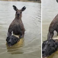 VIDEO Klokan u Australiji htio utopiti psa u rijeci, napao i vlasnika: 'Pusti ga, jesi me čuo'