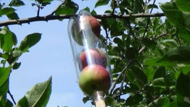 Genijalan trik kako napraviti berač voća - od plastične boce