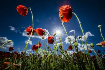 Somme 100th anniversary