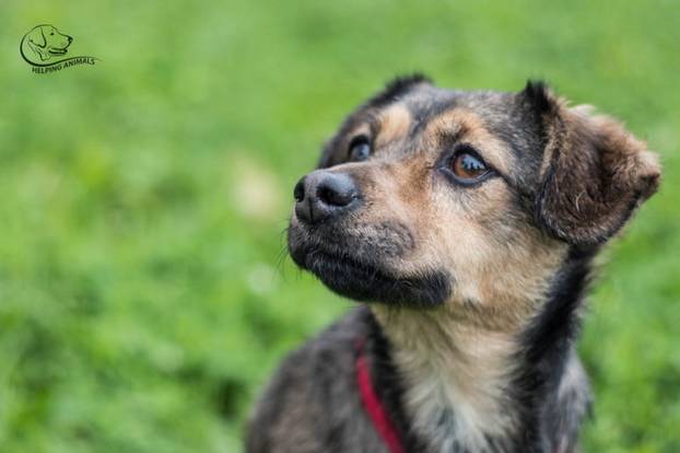 FOTO Ovi preslatki psići u Noinoj Arci čekaju samo vas da ih udomite