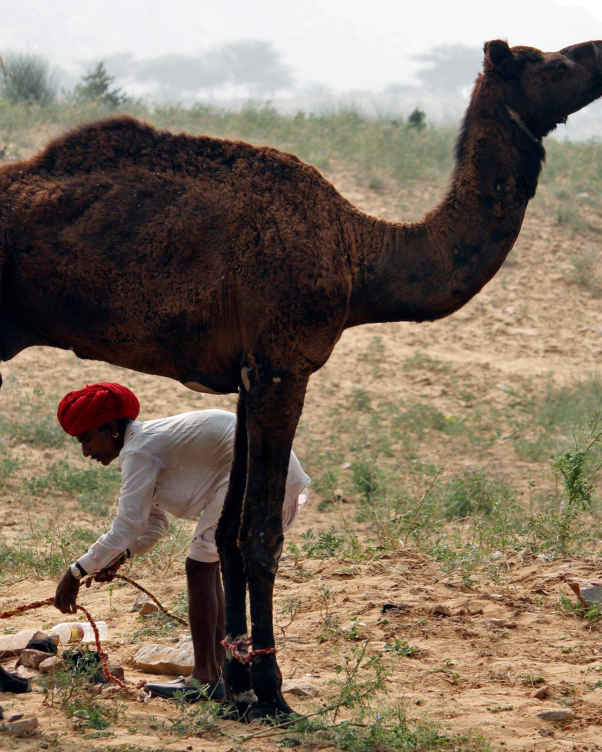 A trader unties the legs of a camel in Pushkar, in the desert state of Rajasthan