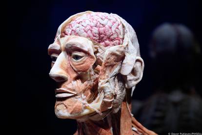 Zagreb: Konferencija uoči otvorenja izložbe seciranih ljudskih tijela Body Worlds Vital