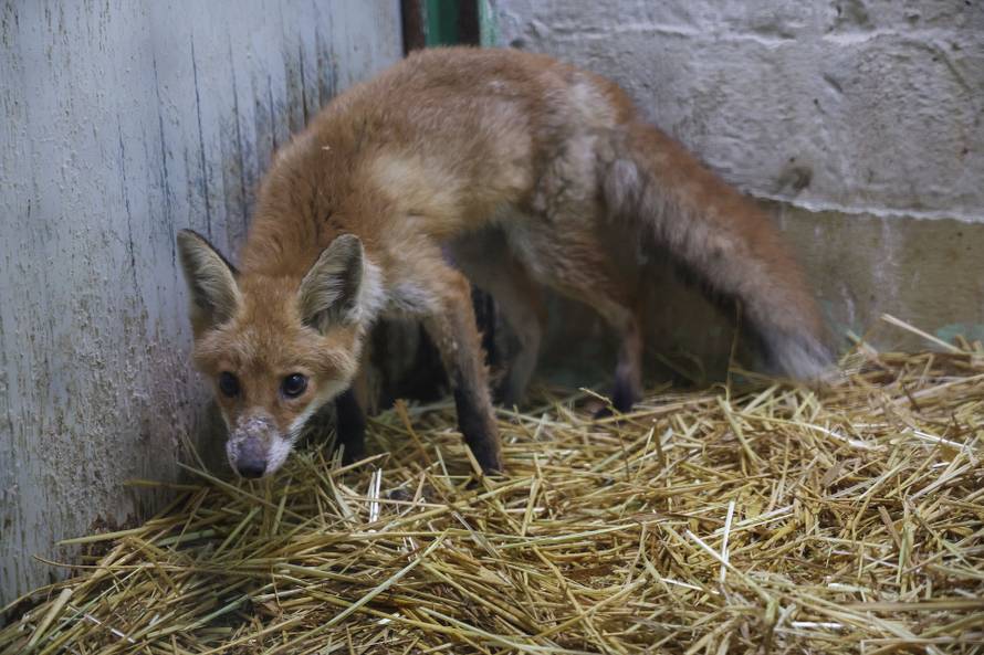 Oporavilište zagrebačkog ZOO-a skrbi za šest mladih lisica koje su zalutale u grad