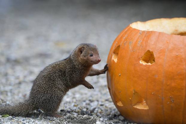 Pogledajte kako je izgledalo darivanje bundeva životinjama u zagrebačkom Zoološkom vrtu