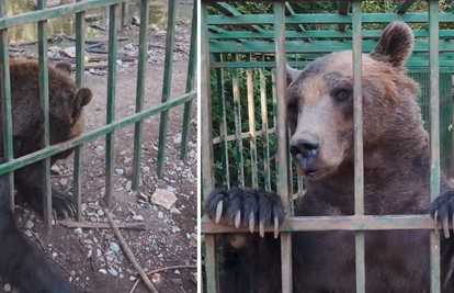 VIDEO Užas u C. Gori: Medvjed Ljubo živi u strašnim uvjetima, a od muke grize svoje šape