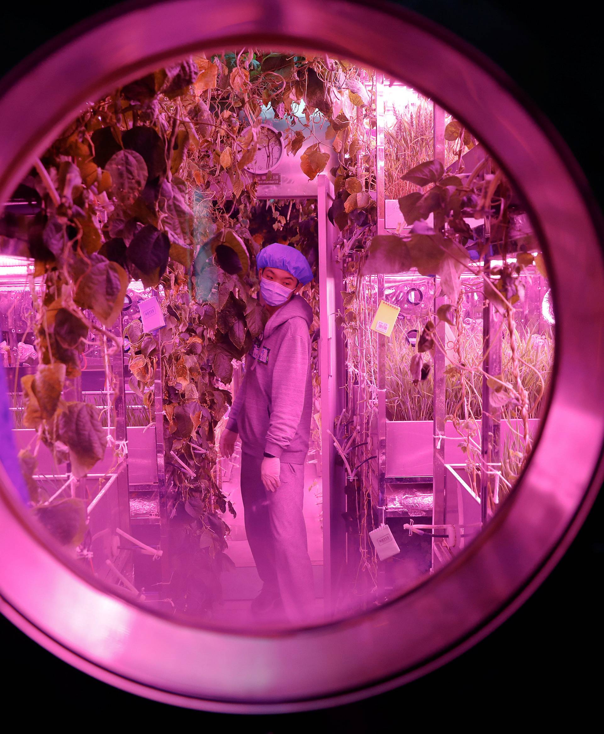 A volunteer checks on plants inside a simulated space cabin in which he temporarily lives with others as a part of the scientistic Lunar Palace 365 Project, at Beihang University in Beijing