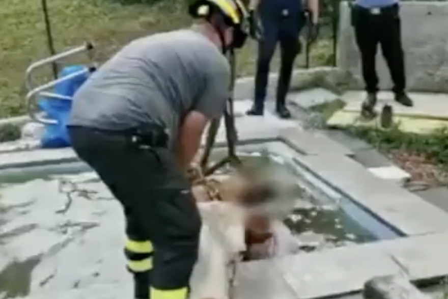 Toplinski val pogodio i životinje: Krava skoknula u bazen pa ju vatrogasci spašavali
