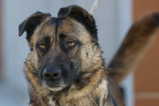 FOTO Dobrica Stela tra&zcaron;i novi dom: Obo&zcaron;ava &scaron;etnje i pse