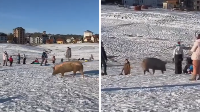 VIDEO Svinja iznenadila skijaše na Zlatiboru, razbježali su se po stazi. Djeca vikala: 'Pepa prase'