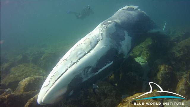 Uginuo od iscrpljenosti: Kod Lošinja su našli mladoga kita