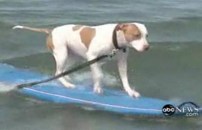 Pas sam surfa na valovima oceana južne Kalifornije