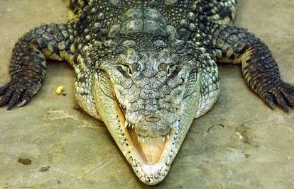 Krokodil je u Zimbabveu ubio ribiča pa mu odgrizao spolovilo