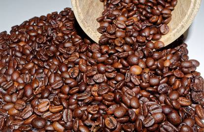 Pronađena 'zaboravljena' vrsta divlje kave koja je kao Arabica