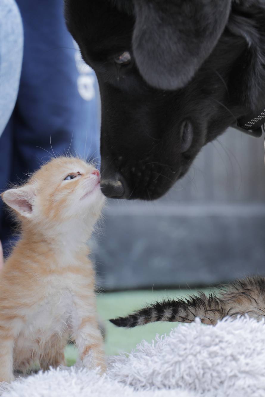 Mali mačići postali siročad, 'udomio' ih i odgaja pas Bleki