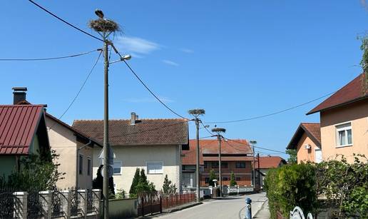 Rode tulumare i zimi u Zagrebu: 'Imaju hrane i ništa im ne fali, a u jednoj ulici su 30 gnijezda...'