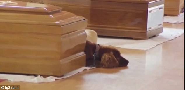 Poginuo u potresu u Italiji, pas se nije htio maknuti od lijesa