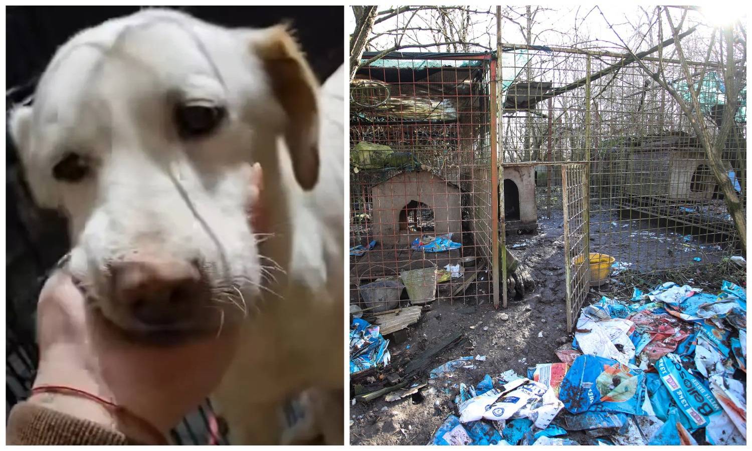 VIDEO Ušli smo u dvorište kraj Zaprešića i zatekli horor: 'Psi i jare bili su teško zlostavljani...'