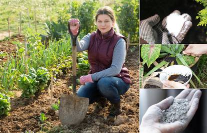 Gnojiva i pripravke za biljke u vrtu napravite sami: Rade se od kore od banane, taloga kave...