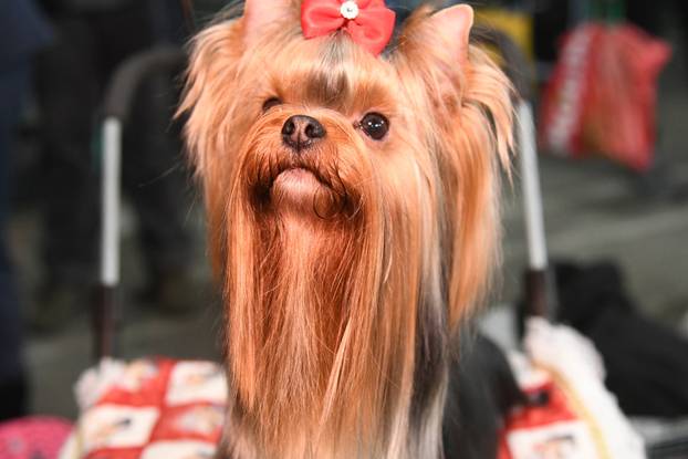 Bjelovar: Nacionalna izložba pasa održana je na sajamskom prostoru u Gudovcu