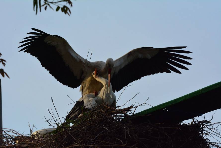 Klepetan je oprostio Malenoj: Već imaju nekoliko svojih jaja
