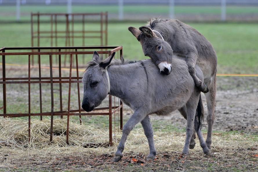 Marko Jurinec/PIXSELL