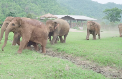 Stiglo im je siroče: Slonovi su dotrčali upoznati novog člana
