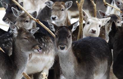 Životinje uživaju u zimskoj idili u zoološkom vrtu u Švedskoj