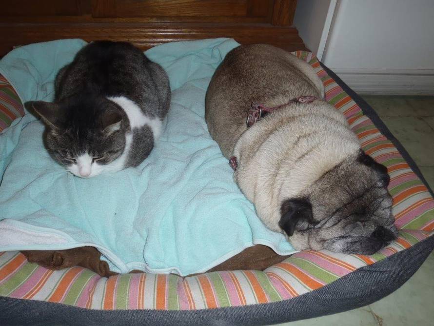 24ljubimci/Fotografije čitatelja